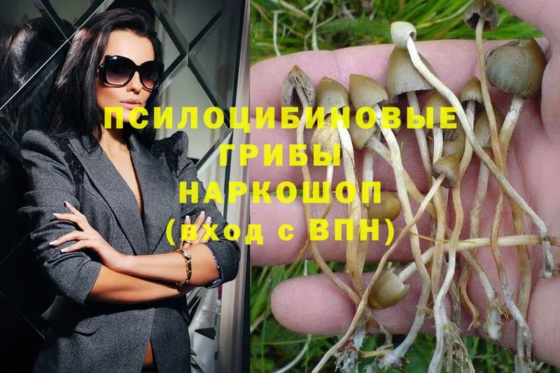 Псилоцибиновые грибы Psilocybe  Киржач 